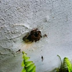 High angle view of bee