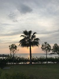 Palm trees on field against sky during sunset