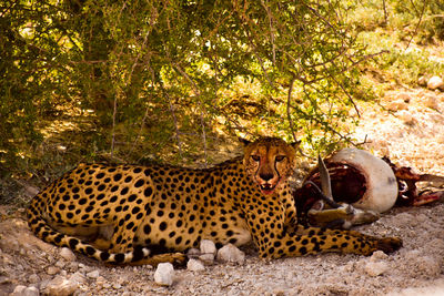 Table manners,  a cheetah, bloated and bloody, after an antelope feast