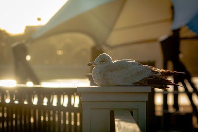 Close-up of seagull perching on railing