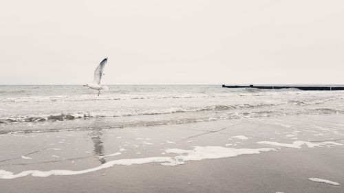 Seagull on beach against clear sky