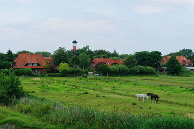 Sheep grazing on field against sky