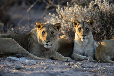 A group of young desert lions is lying in the sand at sunset