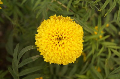 Close-up of yellow flower