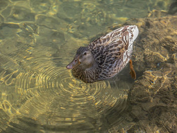 Angle view of a female mallard in transparent water