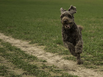 Dog running in field