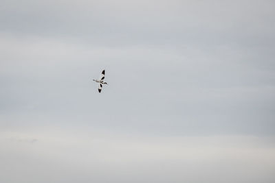 Low angle view of bird flying in sky