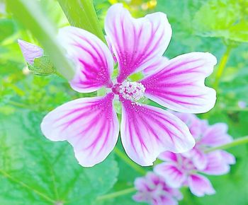 Close-up of pink flowering plant