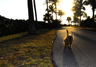 Dog on road by trees against sky during sunset