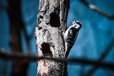 Close-up of downy woodpecker perching on branch