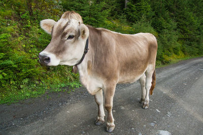 Cow standing on road