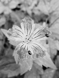 Close-up of flowers blooming outdoors