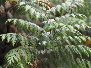 Close-up of fresh green plant