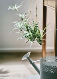 Close-up of baby spider plants dangling down from stalks towards watering can.