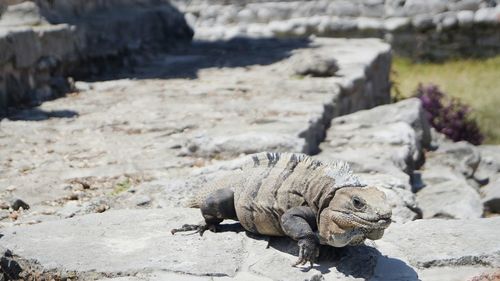 Close-up of lizard