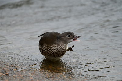 Close-up of a bird