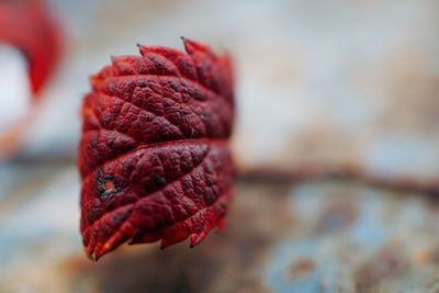 Close-up of dry autumn leaf