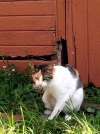 Cat relaxing in garden