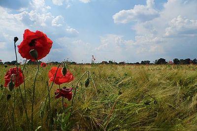 Red poppies growing on field