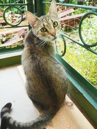 Close-up of cat looking away