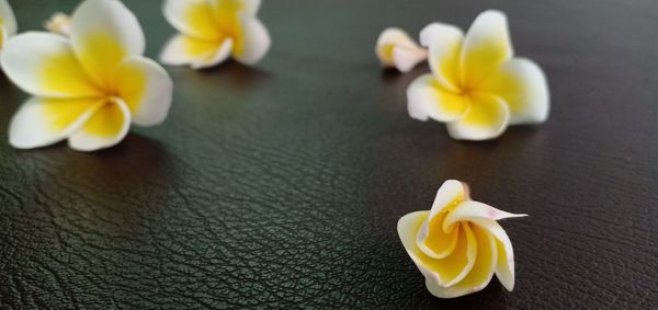 High angle view of yellow flowers on table