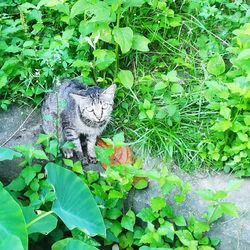 High angle view of cat on plant