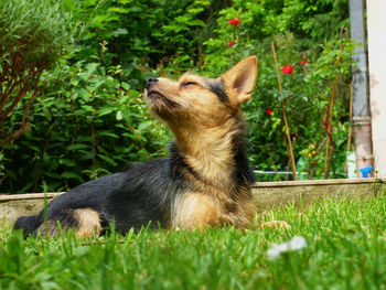 Dog sitting on grassy field