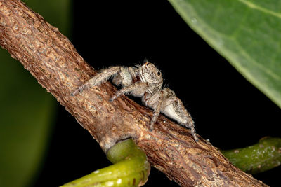 Close-up of lizard on tree