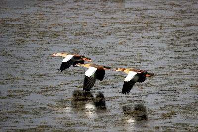 High angle view of men on water