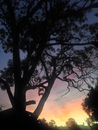 Low angle view of trees against sky