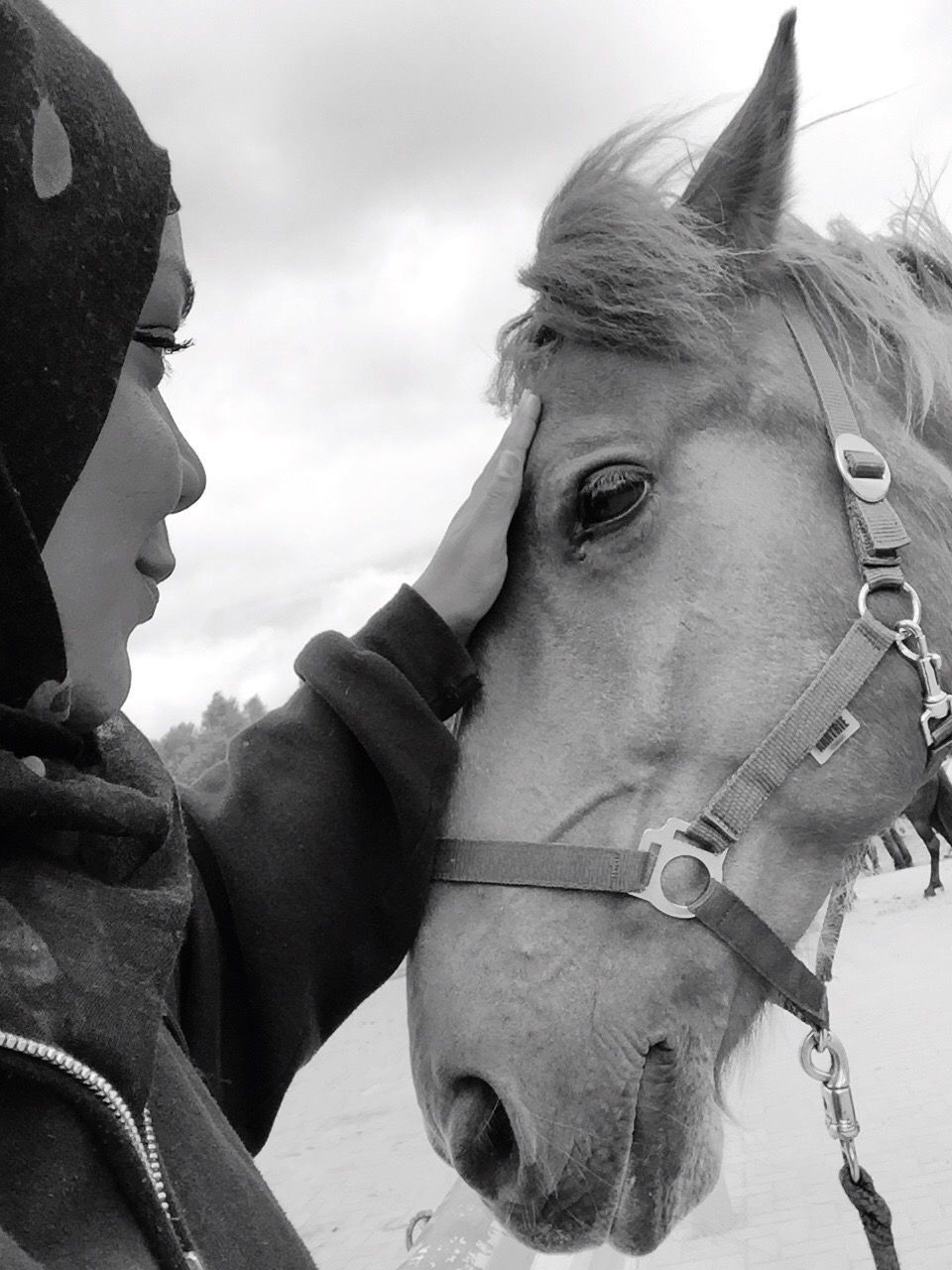 CLOSE-UP SIDE VIEW OF HORSE