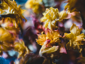 Close-up of yellow flowering plant