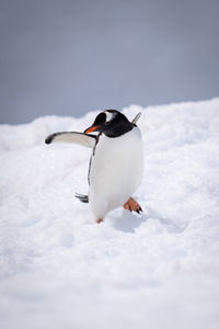 Gentoo penguin almost falls over in snow