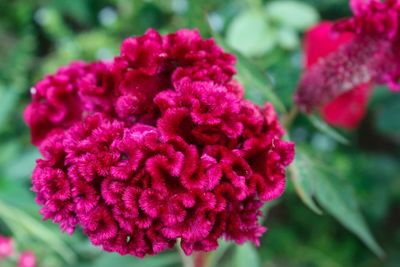 Close-up of pink flowering plant
