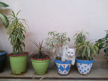 Portrait of cat by potted plants