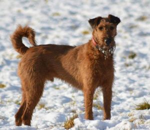 Dog on snow covered field