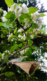 Close-up of flower tree