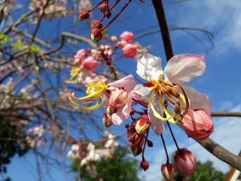 Low angle view of magnolia blossoms in spring