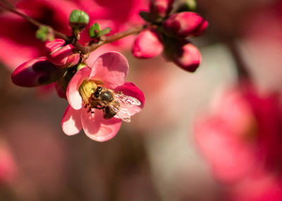 Close-up of bee on pink flower