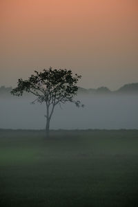 Silhouette tree on field in foggy weather during sunset 