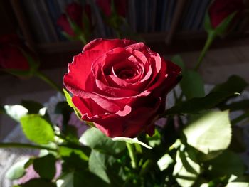 Close-up of red rose