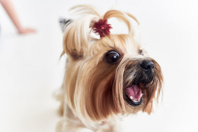 Close-up of a dog over white background