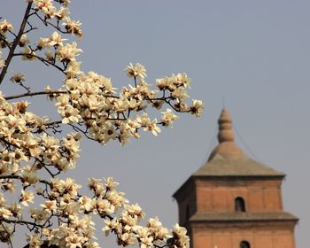 Low angle view of cherry blossom tree against sky