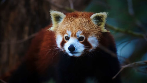 Close-up portrait of a squirrel