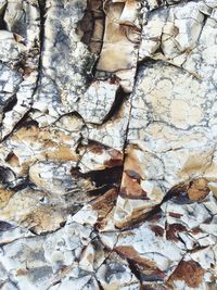 Full frame shot of tree trunk