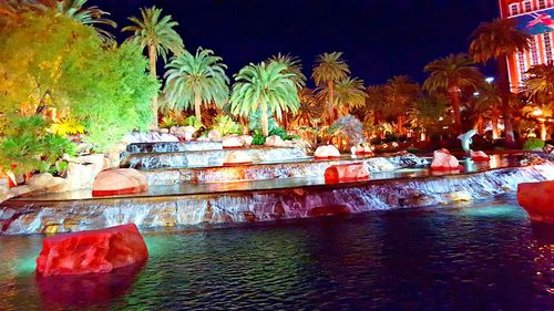 Palm trees at night