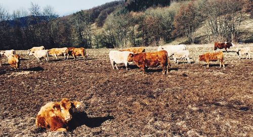 Cows grazing in the field
