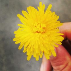 Close-up of woman holding yellow flower