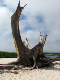 Driftwood on tree trunk against sky