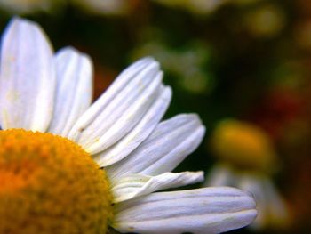 Close-up of daisy blooming outdoors